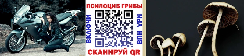Псилоцибиновые грибы Psilocybe Тавда